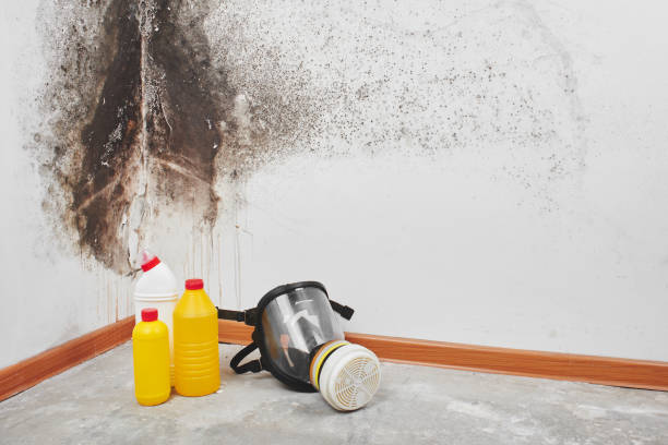 Best Commercial Mold Removal  in Bevil Oaks, TX