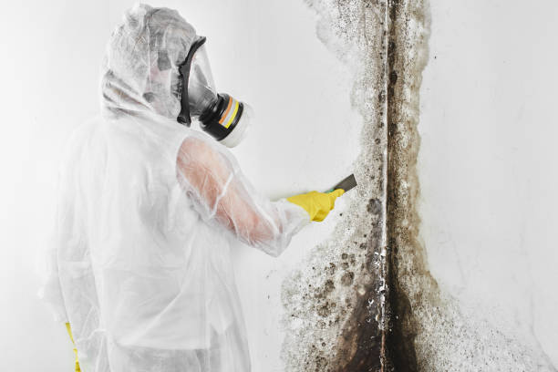 Best Residential Mold Removal  in Bevil Oaks, TX
