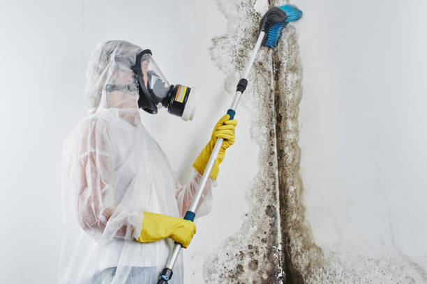 Best Office Mold Removal Services  in Bevil Oaks, TX