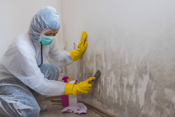Professional Mold Removal in Bevil Oaks, TX