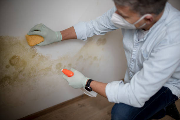 Best Same-Day Mold Removal  in Bevil Oaks, TX