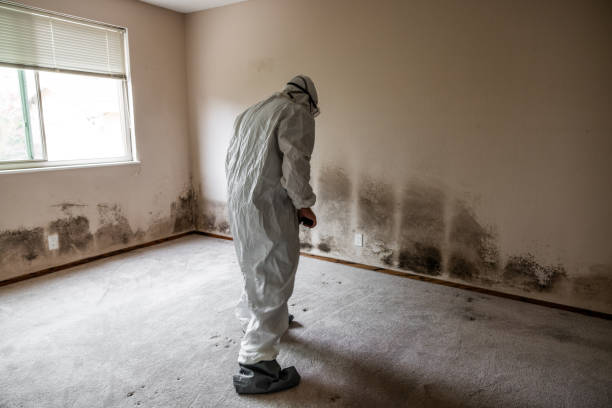 Best Same-Day Mold Removal  in Bevil Oaks, TX